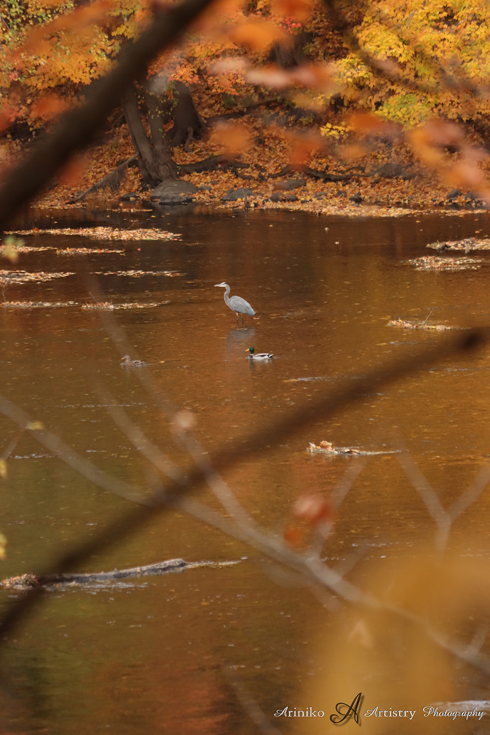 Blue Heron on Grand River