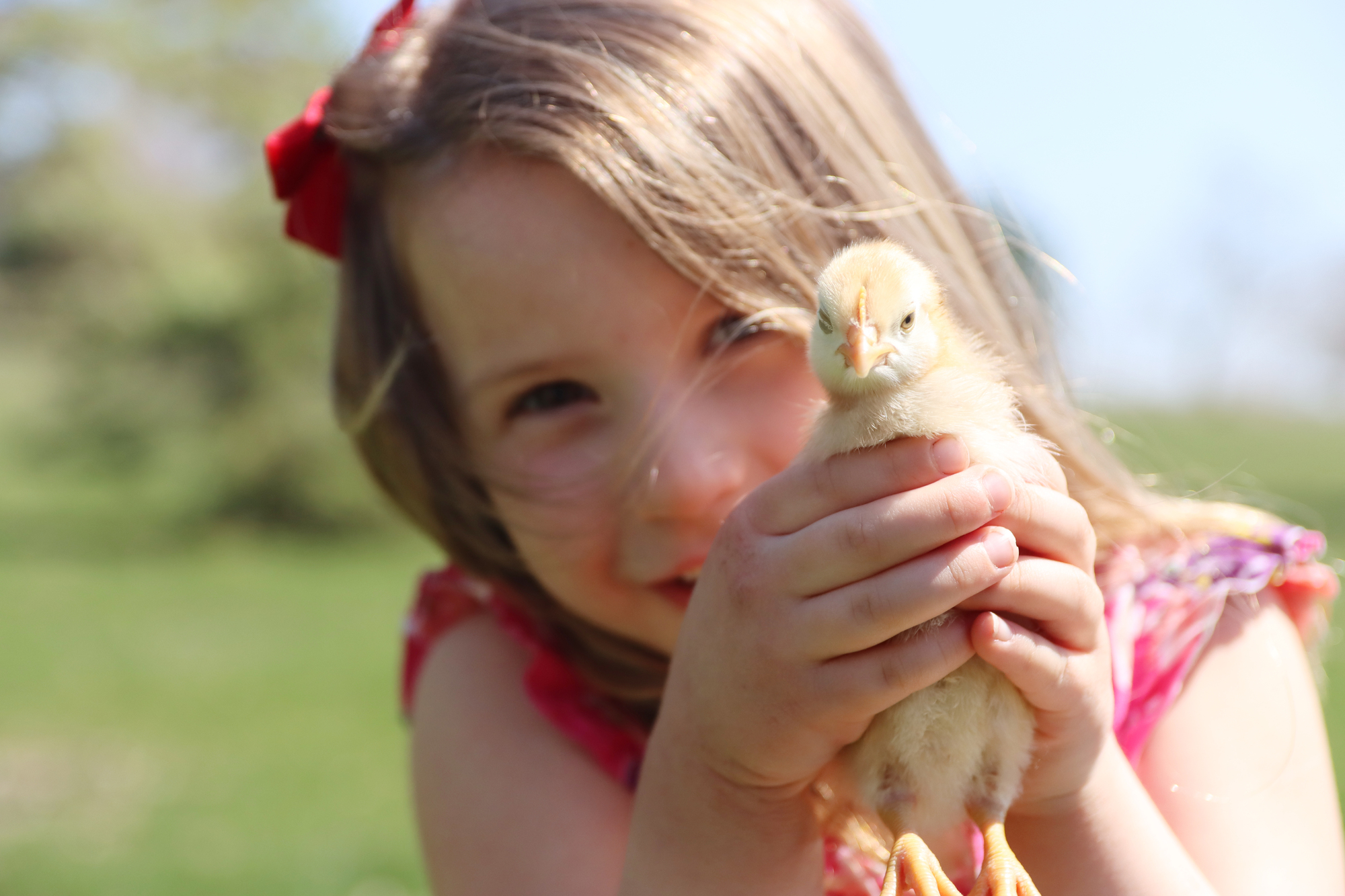 a little girl in a spring dress holding a chick