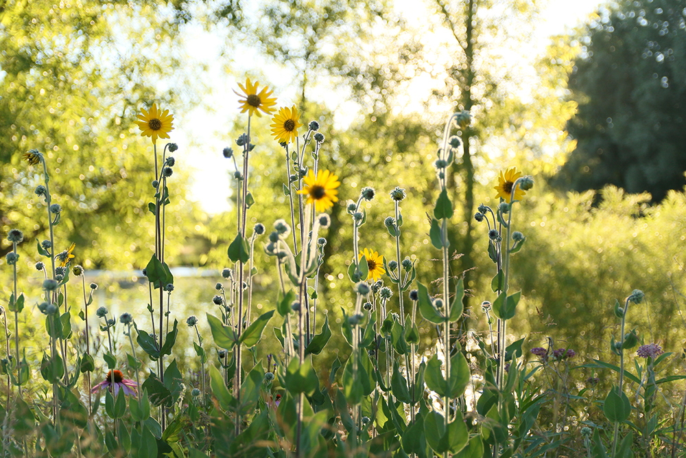 yellow spring flowers at Meridian Historical Village