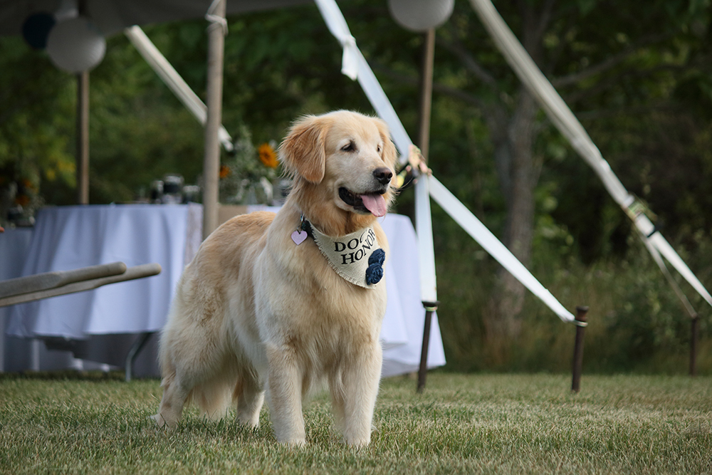 Ring bearer Dog