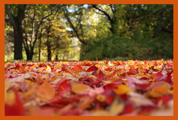 Fall leaves cover the ground
