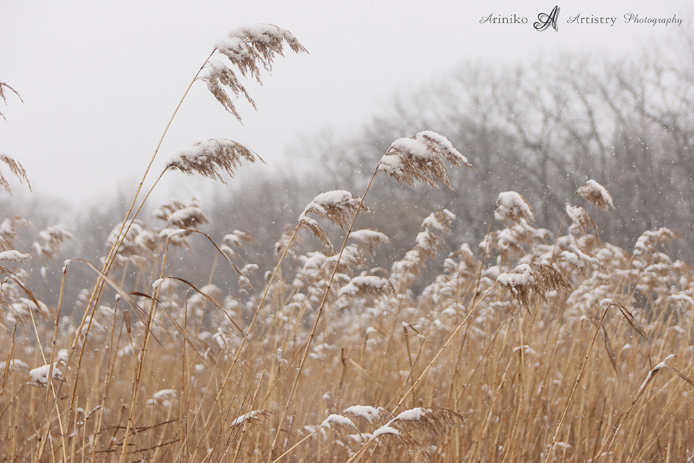 Dried flowers at Lake Lansing North Park, East Lansing, Michigan