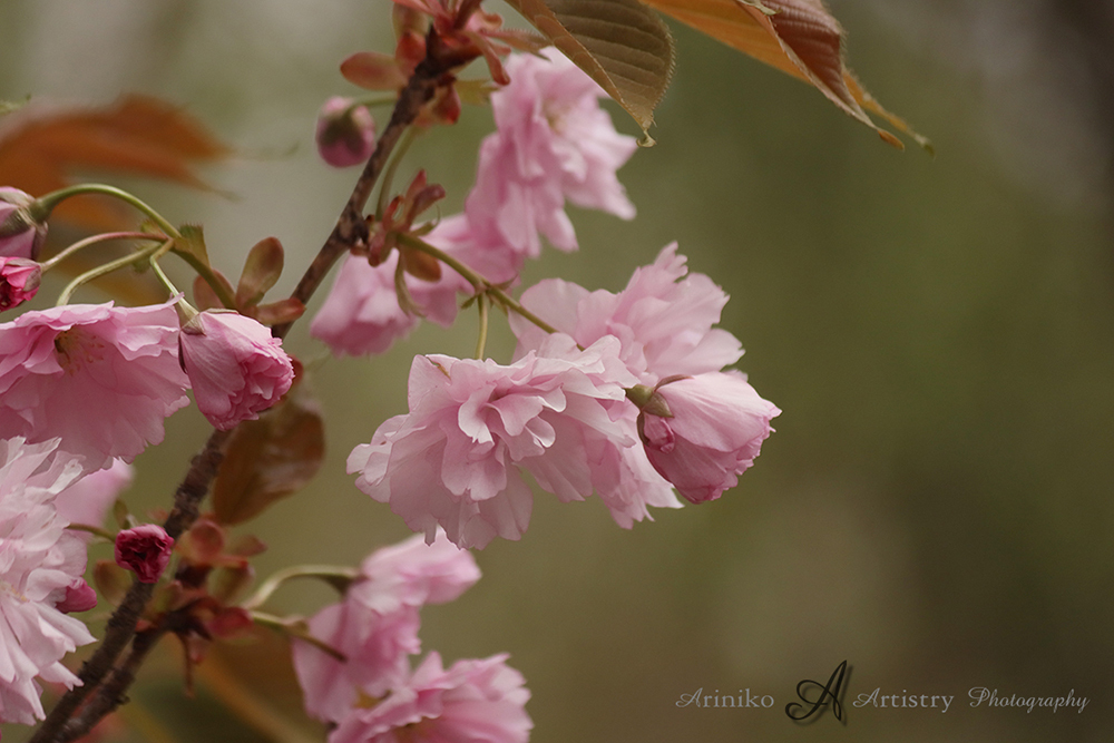 Spring Flowers