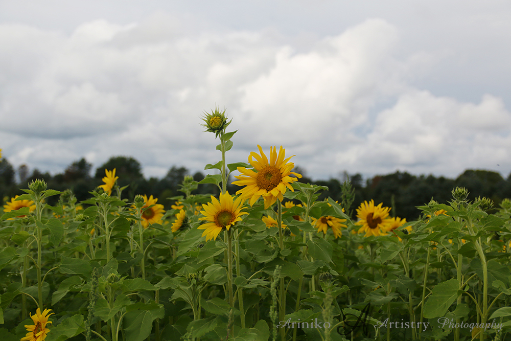 Sunflower field