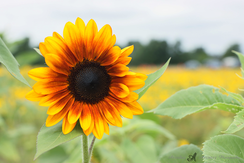 Sunflower from Uncle John's Cider Mill in St. John's, Michigan