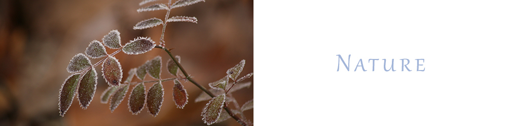 Frozen wild rose leaves