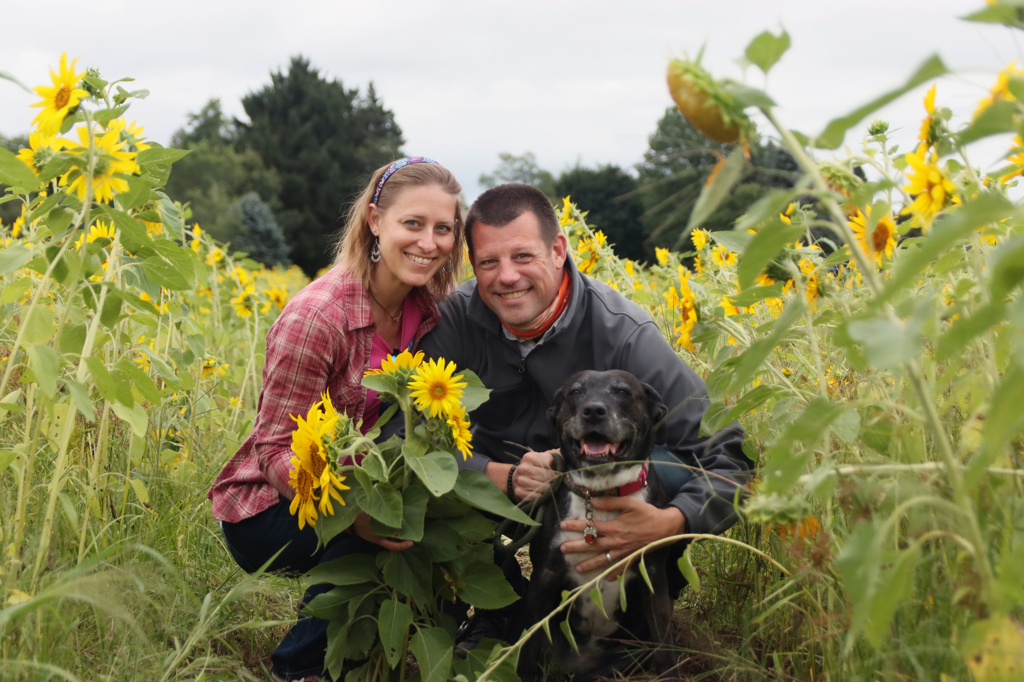 A couple and their black dog pose in a sunflower field in St Johns Michigan at Uncle Johns Cider Mill. 