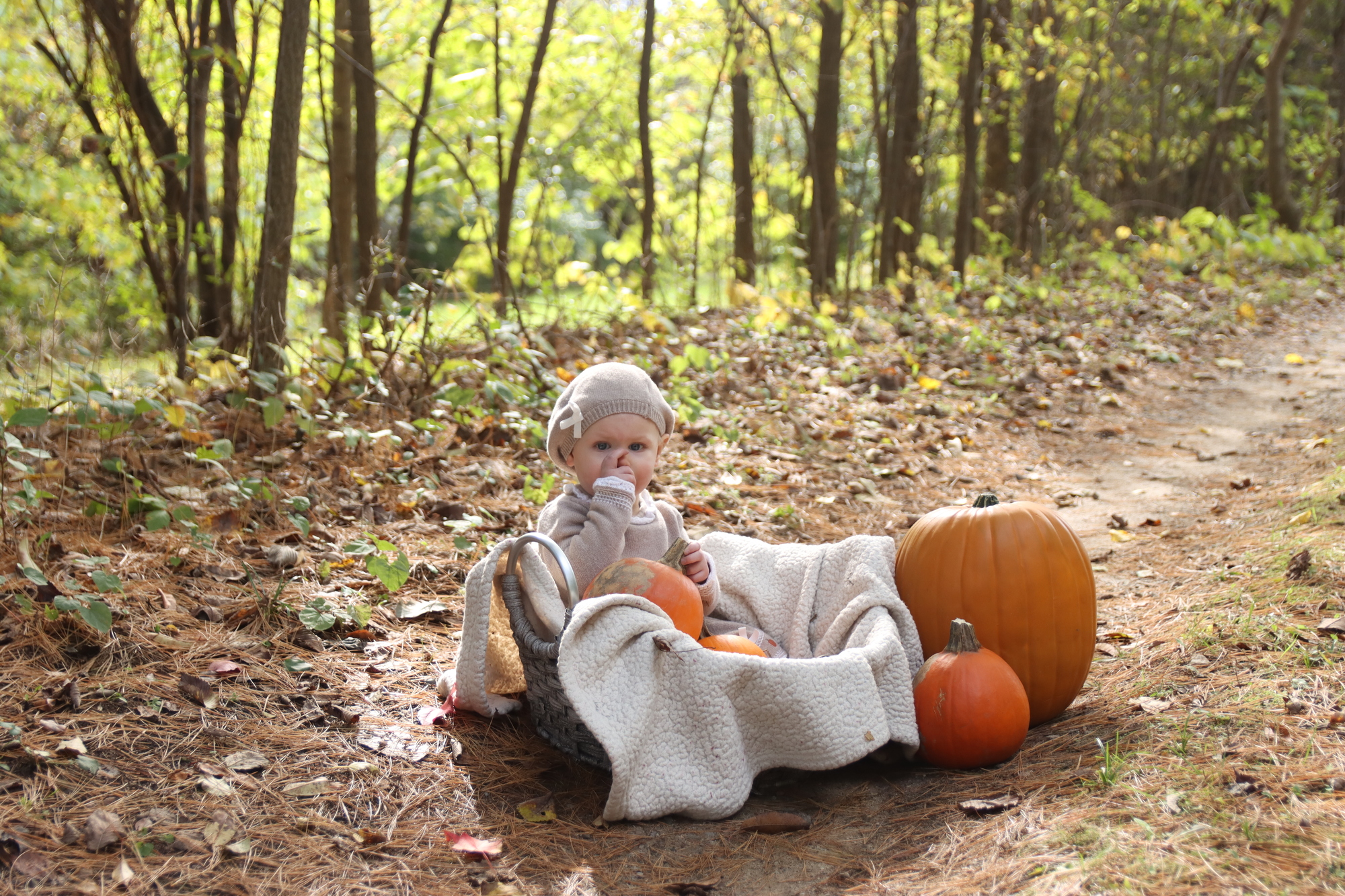 Baby girl wearing cream outfit and hat sits in a basket with a pumpkin and is sucking her thumb