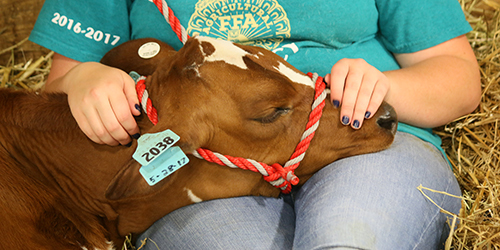 Meijer Livestock Expo at MSU July 18, 2017