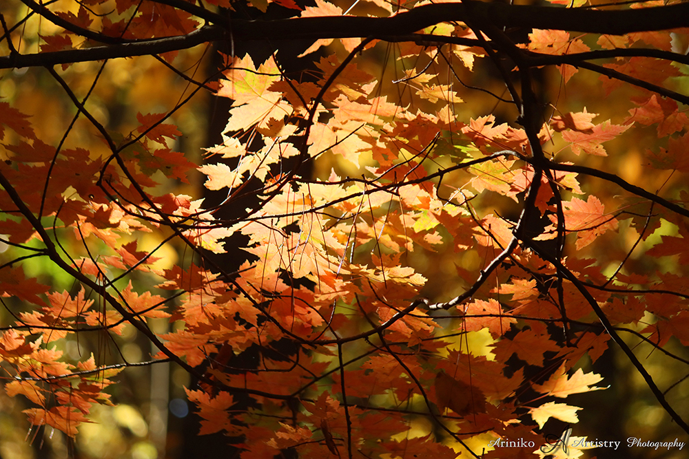 Fall leaves at Lake Lansing North Park