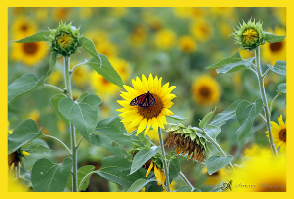 Monarch butterfly on sunflower in St. John's Michigan