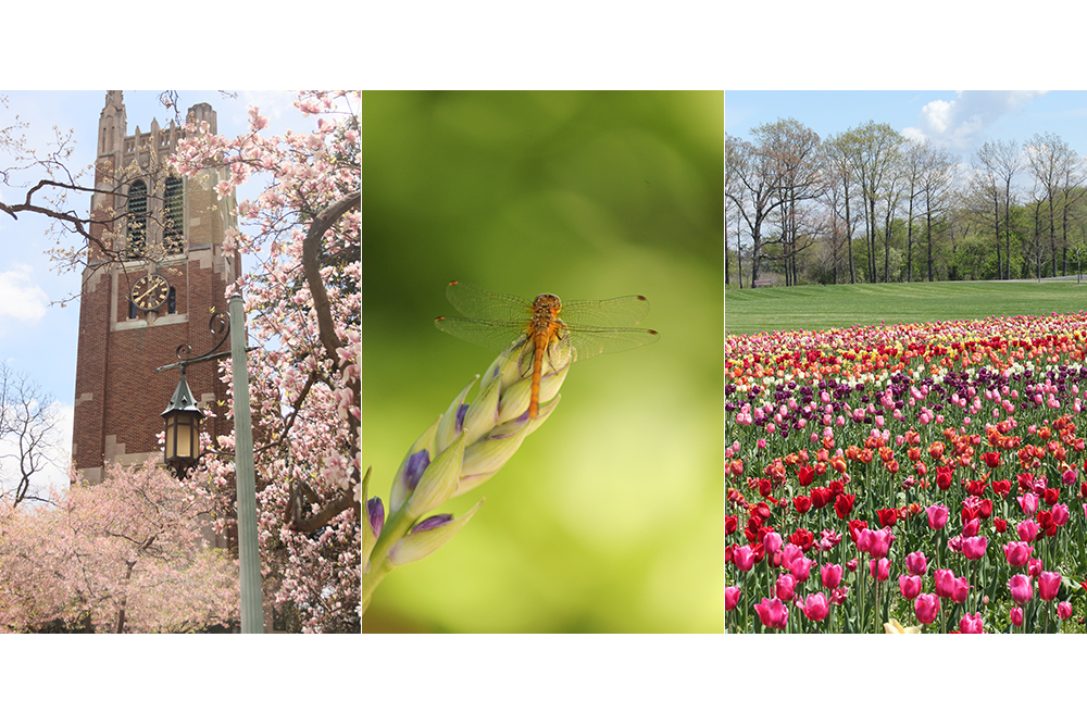 Composite of flowers and nature photography