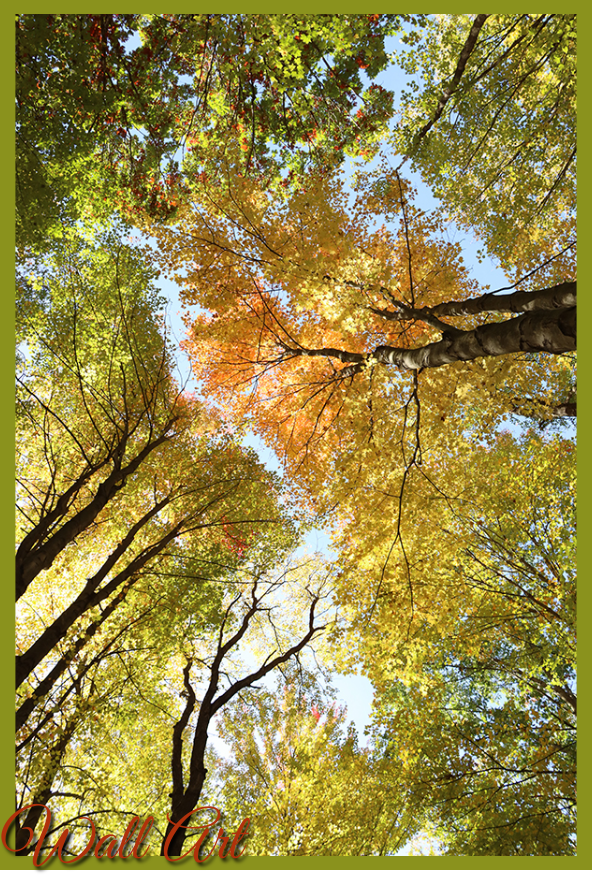 looking up into the tree tops in Northern Michigan during fall