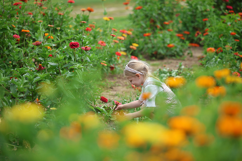 little girl picking flowers in a sunflower patch